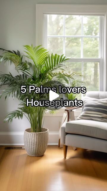 RootGrowings on Instagram: "5 Palms lovers Houseplants 🪴 Explore 5 distinctive houseplants: 🌴 Parlor Palm’s lush canopy, 🌿 Kentia Palm’s elegant fronds, 🎍 Bamboo Palm’s tropical vibe, 🌀 Ponytail Palm’s quirky look, and 🍃 Areca Palm’s airy purifier. #Houseplants #PalmLovers #GreenThumb #IndoorGarden #PlantLife" Areca Palm Indoor, Indoor Palm Plants, Areca Palm Plant, Ponytail Palm, Indoor Palms, Bamboo Palm, Kentia Palm, Parlor Palm, Areca Palm