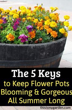 Outside Planters Flower Pots, Flower Pots Front Of House, Flowers Outdoor Ideas, Landscape With Flower Pots, Summer Pots Flowers Planters Patio, Planted Flower Pots, Summer Flower Pots Porches, Potted Flower Ideas Outdoor, Best Flowers For Pots Front Porches