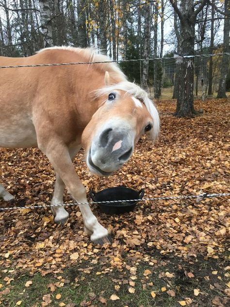 i think i wus too clouse🙃 Cute Funny Horses, Horse Funny Face, Horse Pictures Funny, Funny Horses Pictures, Funny Horse Pics, Horses Funny, Horse Cute, Horse Funny, Funny Horse Pictures