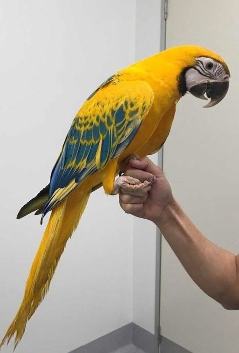 10 Surprising Facts About Parrots You Need to Know "Teaching Your Parrot to Talk: Tips and Tricks" #parrots #parrot #cockatoo #birdlovers #parrotlove #birds #bird #petparrot #parrotphotography Parrot Facts, Parrot Painting, Parrot Pet, Parrots Art, Funny Parrots, Macaw Parrot, Colorful Parrots, African Grey Parrot, Parrot Toys