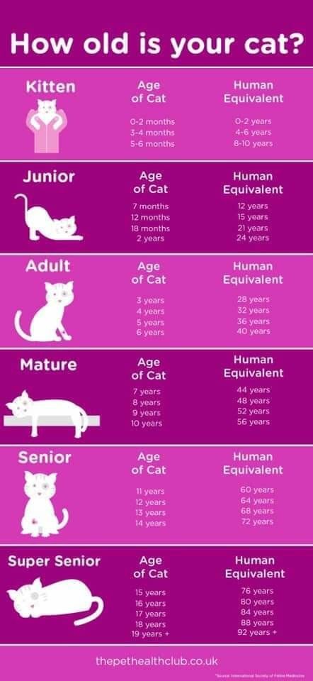 Ways To Pet Your Cat, Stuff For Kittens, Cat Age Chart, Age Chat, Cat Age, Söpö Kissa, Anak Haiwan, Cat Years, Cat Ages