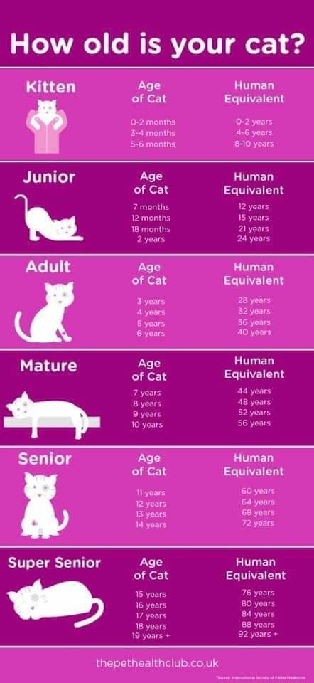 Ways To Pet Your Cat, Stuff For Kittens, Cat Age Chart, Age Chat, Cat Age, All Cat Breeds, Söpö Kissa, Cat Years, Anak Haiwan