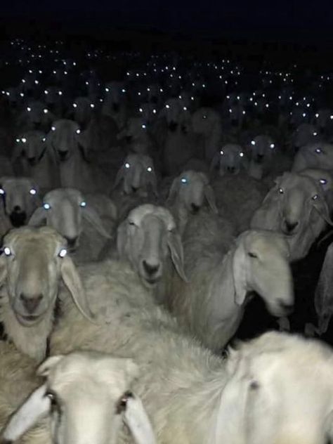 Sheep At Night Look Terrifying Sheep Pictures, Tattoo Aesthetic, Wallpaper Animal, Fear Of The Dark, Animal Wallpaper, Night Looks, You Smile, Watch Video, Belle Photo