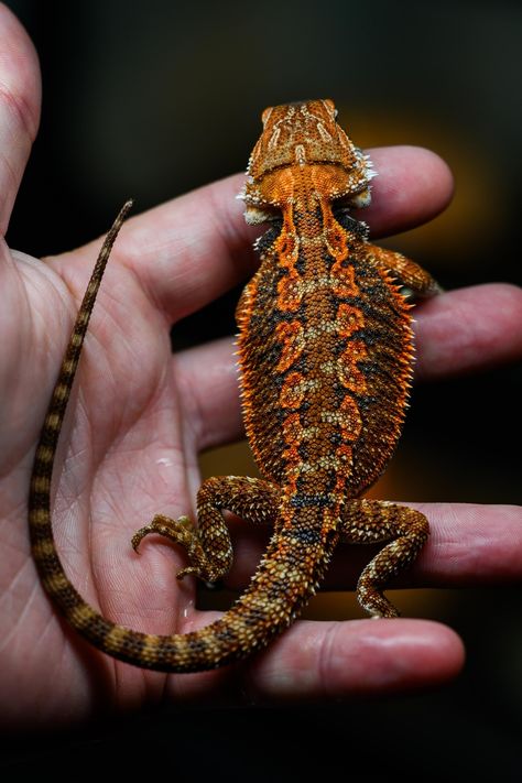 1/2 Red Monster Central Bearded Dragon by Biblical Dragons Red Monster Bearded Dragon, Bearded Dragon Morphs, Red Bearded Dragon, Lizard Terrarium, Snake Turtle, Red Lizard, Red Monster, Reptile Care, Bearded Dragon Cute