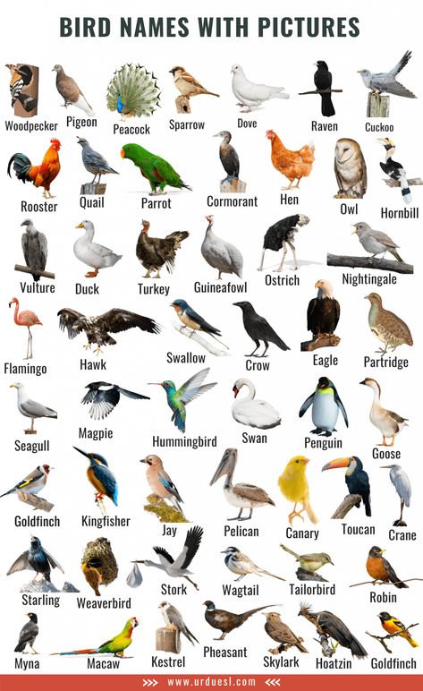 A to Z Bird Names List in English with Pictures - Download in Pdf Birds Name List, Animals Name List, Bird Names, Fruits Name In English, Names Of Birds, Animals Name In English, अंग्रेजी व्याकरण, Birds For Kids, List Of Birds