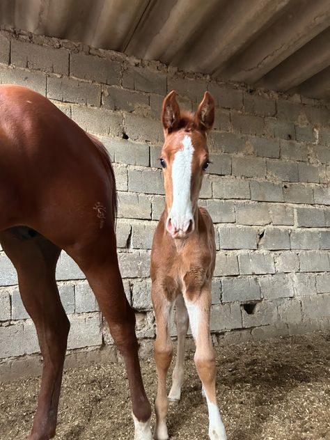 #horse #newborn #photography #lockscreen #baby #animallovers Baby Horses, Newborn Photography, Horse Lockscreen, Pregnant Horse, Baby Horse, Brown Babies, Brown Horse, Sweet Life, Dream Life