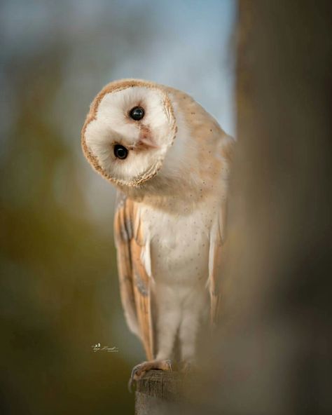 Barn Owl Owl Photos, Owl Pictures, Beautiful Owl, Haiwan Peliharaan, Owl Bird, Barn Owl, Cute Owl, 귀여운 동물, Beautiful Creatures