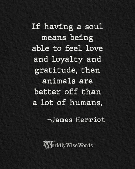 Dog Is Better Than Human Quotes, Animals Over Humans Quotes, Animals Are Better Than People Quotes, Animals Better Than Humans Quotes, Be A Better Human Quotes, Pure Soul Quotes Spiritual, Animal Quotes Meaningful, Pure Soul Quotes, Animals Are Better Than People
