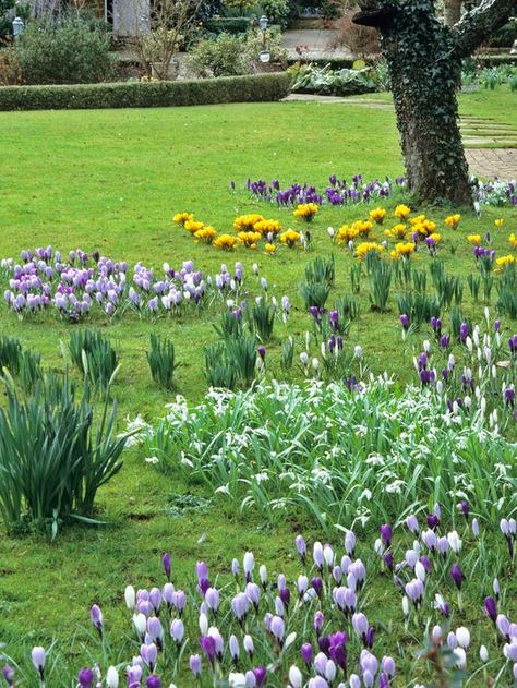 Bulbs In Lawn, Bulb Flower Bed Design, Spring Bulbs Garden Flower Beds, Spring Bulbs Garden Ideas, When To Plant Daffodil Bulbs, Bulb Lawn, When To Plant Tulip Bulbs, When To Plant Bulbs, Lawn Flowers