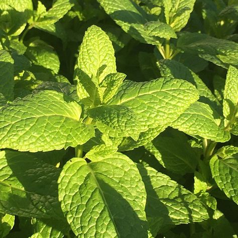 5 of the best-smelling houseplants to make your home smell amazing Mint Sauce, Garden Care, Replant, Mint Plant, Mint Herb, Round Garden, Mint Plants, Herb Seeds, Flower Patch
