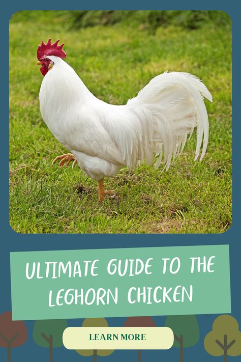 Leghorn Chicken, Leghorn Rooster, Leghorn Chickens, Foghorn Leghorn, Chicken Tractors, Kitten Images, White Eggs, Egg Laying, Chicken Coop Plans