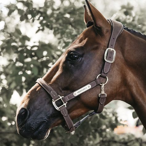 Halters l Grooming Halter, Sheepskin Halter, Anatomic Halter, Shipping Halter Leather Horse Halter, Halter Horse, Equestrian Supplies, Horse Halter, Horse Halters, Leather Halter, Horse Rugs, Horse Names, Ap Art