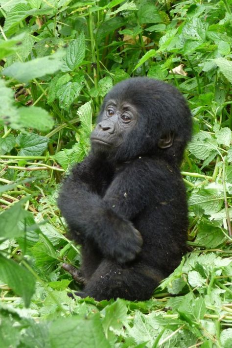 Baby Gorilla, Baby Gorillas, Gorilla Trekking, Mountain Gorilla, On Safari, Safari Tour, African Wildlife, Small Photos, Primates