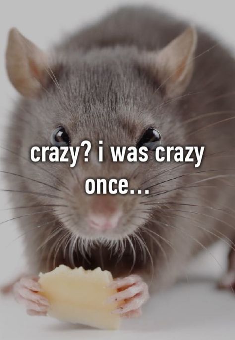 Rubber Room With Rats, Rat Funny Memes, Rat From Cheese Escape, Rat Memes Humor, Rat Core, Crazy Core, Rat Meme, Crazy I Was Crazy Once, Trash Animals