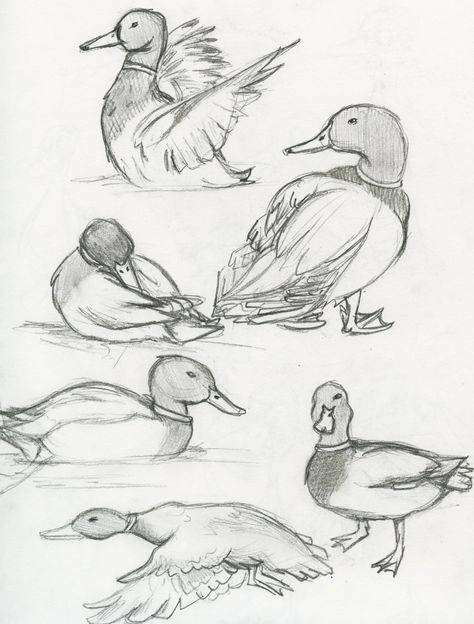 Mallard Duck | The eBestiary Animal Gesture Drawing, Animal Sketches Realistic, Lynx Sketch, Moose Sketch, Kunst Inspo, Duck Drawing, Výtvarné Reference, Animal Drawings Sketches, Seni 2d