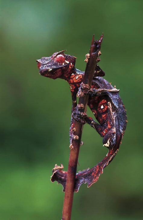 Iguanas, Nature, Leaf Tailed Gecko, Satanic Leaf Tailed Gecko, Insects For Kids, Flying Lizard, Horned Lizard, Crested Gecko, Reptiles Pet