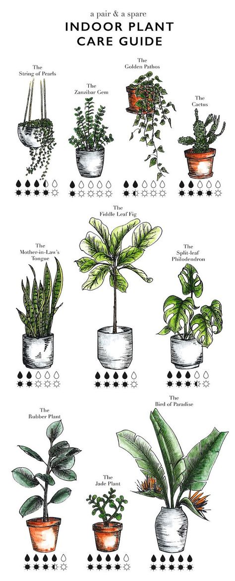How to Care for Indoor Plants Indoor Plant Guide, Plant Area Ideas, Plant Guide Indoor, Indoor Plants Decor Kitchen, Best Plant Soil, Indoor Plant Vines, Plant Indoor Aesthetic, Direct Sunlight Plants Indoor, House Plant Guide
