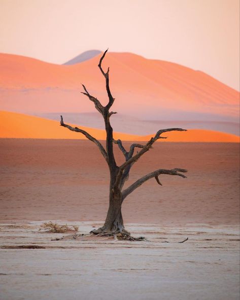 Dry Desert Landscape, Desert Abstract, Dry Landscape, Red Landscape, Namibia Travel, Red Desert, Dry Desert, Belle Nature, Desert Painting