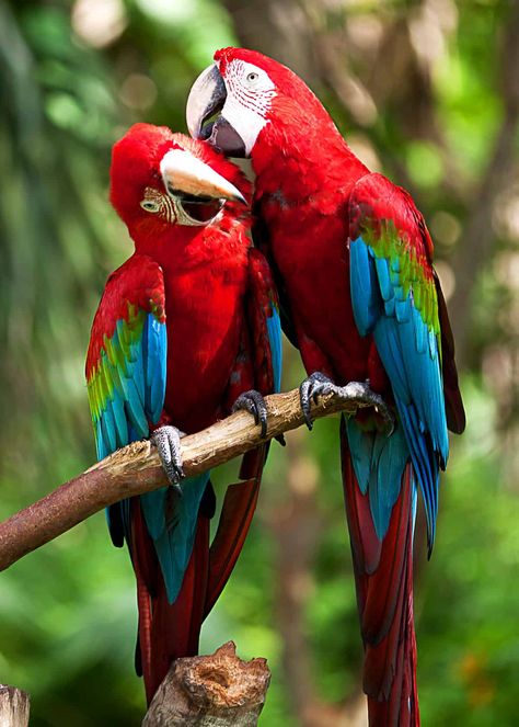 Do scarlet macaws mate for life?  #birds #birding #beautifulnature  #scarletmacaws #mateforlife #facts Pet Birds Parrots, Scarlet Macaw, Parrots Art, What Is A Bird, Animale Rare, Most Beautiful Birds, Airbrush Art, Nature Birds, Tropical Birds