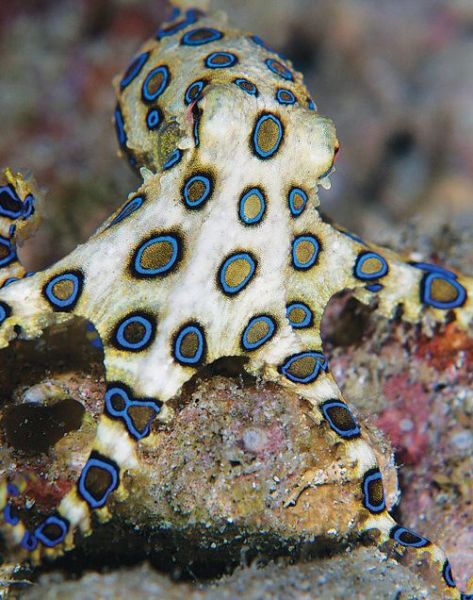 Beautiful but deadly blue-ringed octopus - Anilao, Philippines - The blue-ringed octopus is 5 to 8 inches, but its venom is powerful enough to kill humans and there is no blue-ringed octopus anti-venom available. Blue Ring Octopus, Fauna Marina, Cele Mai Drăguțe Animale, Beautiful Sea Creatures, Underwater Creatures, Underwater Life, Blue Ring, Water Life, Ocean Creatures