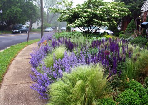 Landscape architect Thomas Rainer's garden fronts on a busy suburban street -- so he works with every inch of it! Mexican Feather Grass, Plant Texture, Lawn Alternatives, Pathway Landscaping, Front Garden Landscape, Desain Lanskap, Garden Planner, Landscape Edging, Flower Landscape