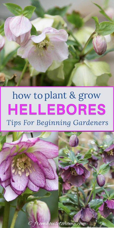 Growing Hellebores, Spring Perennials, Spring Hill Nursery, Planting Guide, Lenten Rose, Rose Care, Perennial Shrubs, Shade Perennials, Evergreen Plants