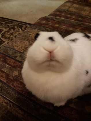 Silly Bunny Pictures, Rabbit Reaction Pic, Bunny Reactions Pic, Funny Bunny Pictures, Silly Bunny, Bunny Pics, Bunny Meme, Pet Bunny Rabbits, Silly Rabbit