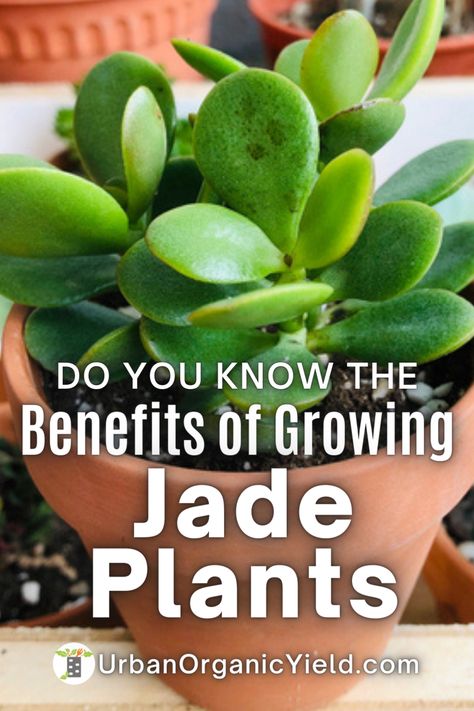 Growing Jade Plants (botanical name Crassula) has many health, wealth, and prosperity benefits. In this post you will learn what the benefits of growing a jade plant are and why you should grow a jade plant in your home today! Jade Plant Propagation, Jade Plant Care, Plant At Home, Popular House Plants, Jade Tree, Plants For Home, Lucky Plant, Plant Benefits, Jade Plant