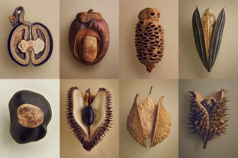Beauty, Seeds, Candles, Home Décor, Candle Sconces, The Beauty, Wall Lights, Google Search, Home Decor