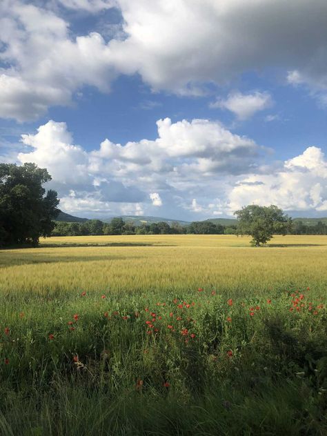 Flowers, Provence, Trees, Farmhouse, Open Field, Blue