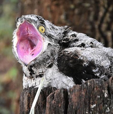 Meet Potoo: The Exotic Bird With The Weirdest Look Ever - I Can Has Cheezburger? Ghost Bird, The Ghost, Facts About, Ghost, Birds