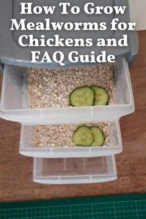 Growing Worms For Chickens, Grow Your Own Mealworms, Up And At Em, Growing Meal Worms, Feeding Eggshells To Chickens, Mill Worms Raising, Worm Farm For Chickens, Diy Chicken Lay Boxes, Shredded Paper For Chicken Coop