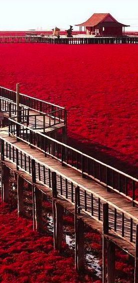 Red Beach in Panjim, China • photo: Cocache Bogdan on Flickr www.facebook.com/loveswish Red Beach China, China Beach, China Photo, Travel China, Magic Places, Visit China, Red Beach, Pahlawan Marvel, China Travel