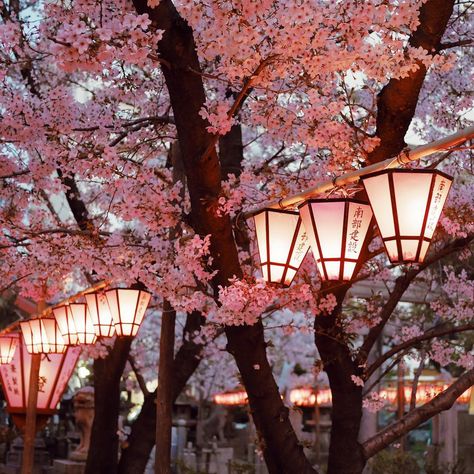 #cherryblossoms #sakura #night #hanami #Osaka #Japan Nature, Japanese Asethic Wallpaper, Japanese Asethic, Asethic Wallpaper, Gross Things, Japan Cherry Blossom, Cherry Blossom Japan, Images Background, Sakura Tree