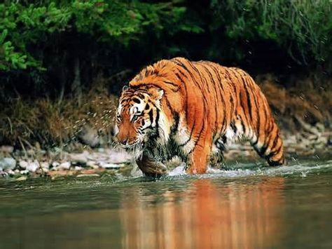 [Javan tiger. They are now extinct.] ** As so many others. We're in the era of the Sixth Extinction, caused by humans. Javan Tiger, South China Tiger, Tiger Facts, Save The Tiger, Wild Animal Wallpaper, Tiger Wallpaper, Luxury Boat, Tiger Pictures, Wild Tiger