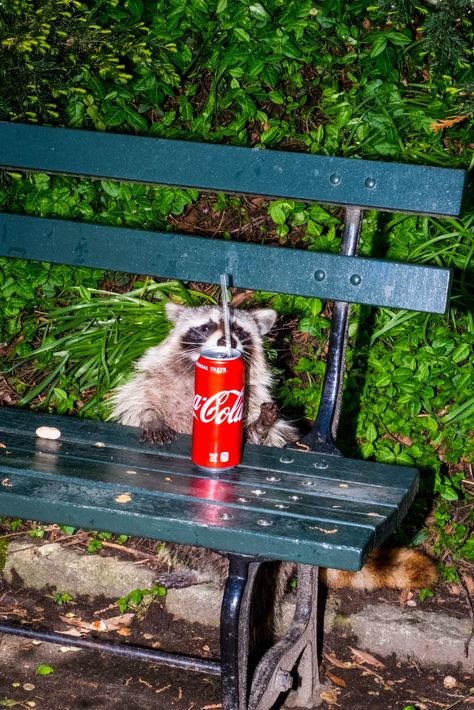 Respect the Hustle of Soda Can Raccoon and Murder Cat - The New York Times Getting Rid Of Raccoons, City Rats, Urban Wildlife, Trash Pandas, Madison Square Park, Deer Crossing, A Squirrel, Prospect Park, Urban Nature