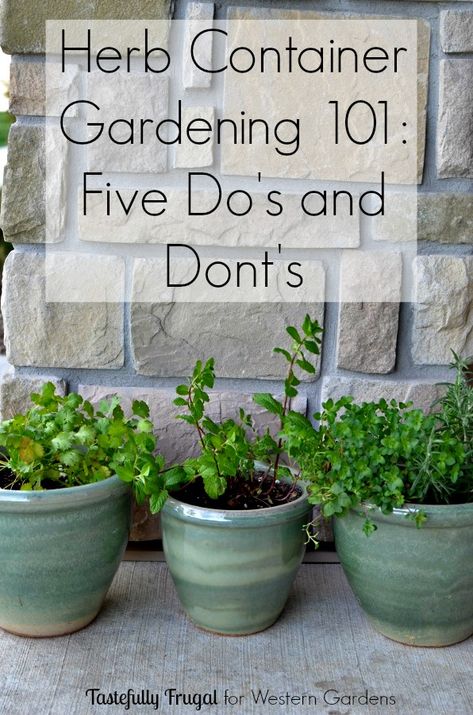 Want to start an herb garden? Here are 5 Dos and Don'ts to help get you started! Flowers Garden, Container Herb Garden, Tanaman Indoor, Herb Containers, Kitchen Herbs, Dos And Don'ts, Gardening 101, Indoor Herb Garden, Herbs Indoors