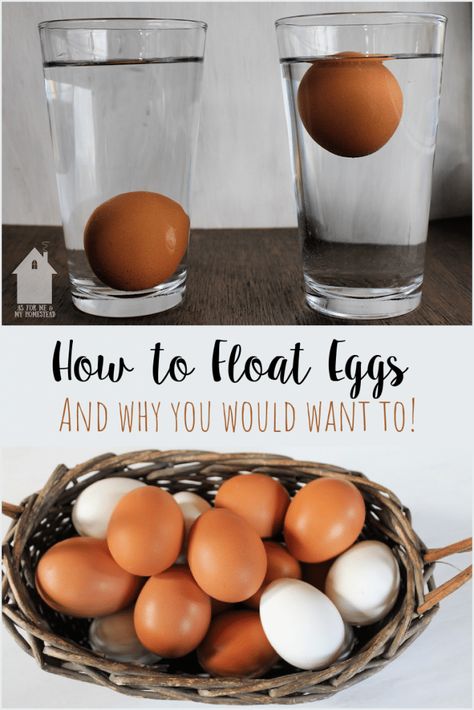 Collecting Eggs From Chickens, Waterglassing Chicken Eggs, Candling Chicken Eggs, Egg Float Test, Float Or Sink, Floating Eggs, Raising Livestock, Selling Eggs, Animal Farming