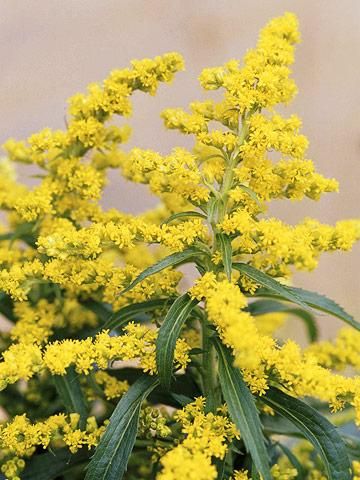 Goldenrod    Don't blame your hay fever on goldenrod (Solidago rugosa). (The real culprit is ragweed, which happens to bloom at the same time.) Goldenrod's dramatic fountain of gold erupts in September and lasts into October. One variety we especially like is 'Fireworks,' which grows to 3 feet in full sun. Other varieties reach 2 feet to 4 feet. Plant Encyclopedia, Deer Resistant Plants, Hummingbird Garden, Have Inspiration, Flowers For You, Fall Plants, Perennial Garden, Shade Plants, Flowers Perennials