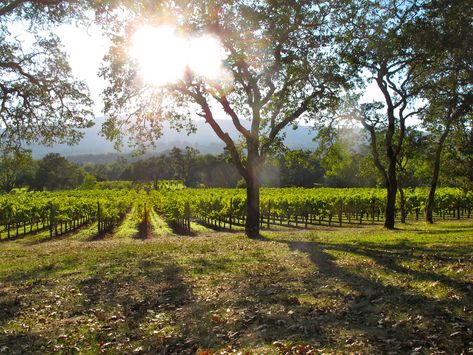 California Regions, Escondido California, Sonoma Wineries, Temecula Wineries, Virginia Wineries, Bakersfield California, Napa Valley Wine, Spanish Wine, Sonoma Valley