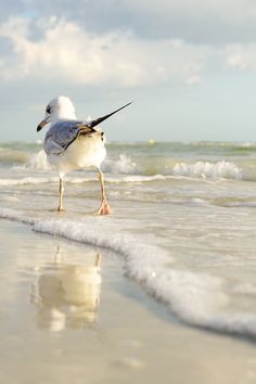 Ocean Life, Seagulls Aesthetic, Regnul Animal, Photo Animaliere, Airbrush Art, Sea Birds, Beach Scenes, Ocean Beach, Beach Art