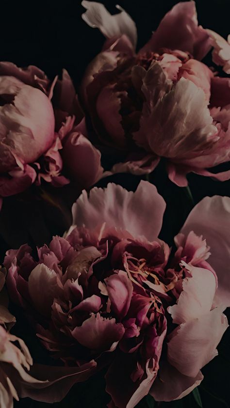 dark academia aesthetic peony bundle | E N A Nature, Peonies Dark Aesthetic, Peony Lockscreen, Ipad Wallpaper Academia Aesthetic, Dark Academia Pink Aesthetic, Dark Academia Flower Aesthetic, Spring Dark Aesthetic, Peonies Aesthetic Wallpaper, Cherries Photoshoot