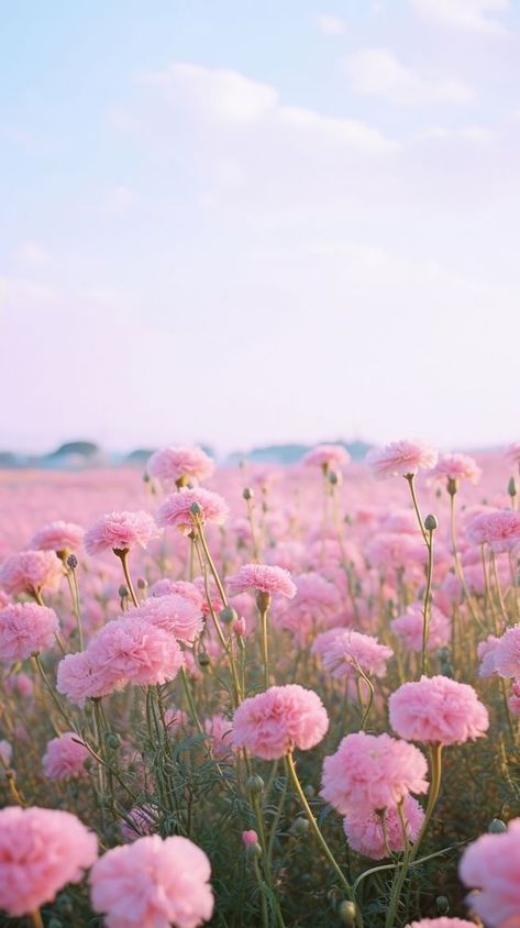 Field of pink carnation landscape sky outdoors. | free image by rawpixel.com / Ake Carnation Wallpaper Aesthetic, Light Colors Aesthetic, Happy Pictures Aesthetic, Flower Pictures Photography, Carnation Field, Carnation Flower Wallpaper, Carnation Wallpaper, Pink Art Aesthetic, Pink Rose Aesthetic