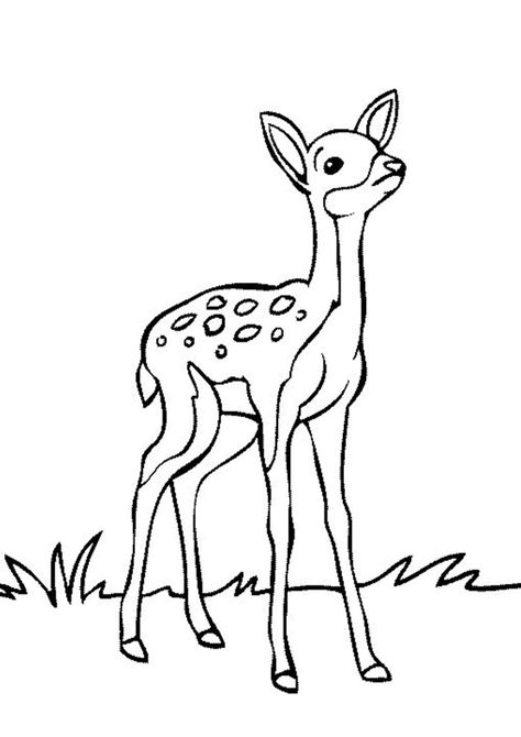 Fun Deer coloring pages for your little one. They are free and easy to print. The collection is varied with different skill levels Deer Drawing Easy, Deer Coloring Pages, Deer Drawing, Easy Animal Drawings, Deer Pictures, Rainbow Canvas, Coloring Page Ideas, Creature Drawings, Deer Print