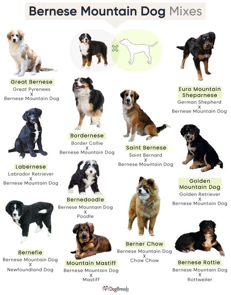 List of Popular Bernese Mountain Dog Mixes With Pictures Border Collie Bernese Mountain Dog, Bernese Mix Dogs, Bernese Mountain Dog And Golden, Bernese Mountain Dog Aesthetic, Mountain Bernese, Golden Mountain Dog, Great Bernese, Bernese Mountain Dog Mix, Pyrenees Puppies