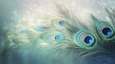 a bright blue background with one peacock feather, in the style of soft and dreamy pastels, glimmering light effects, nature-inspired imagery, generat ai Shivaji Maharaj Hd Wallpaper For Laptop, Laptop Nature Wallpaper, Peacock Feather Background, Krishna Background, Peacock Feather Wallpaper, Peacock Feathers Wallpaper, Peacock Background, Blue Sky Images, Peacock Feather Art