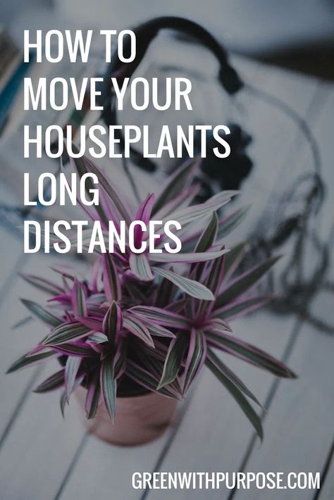 Moving Plants, Moving House Tips, Moving Across Country, Moving Hacks Packing, Tips For Moving, Moving To Another State, Moving To Texas, Moving Cross Country, Packing To Move