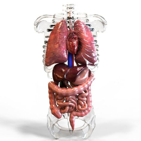 Internal Organs 3D Model #AD ,#Internal#Organs#Model Systems Art, Human Internal Organs, Funny Picture Gallery, Anatomy Organs, Human Body Science, Human Body Organs, Creepy Core, Human Pictures, Human Organ