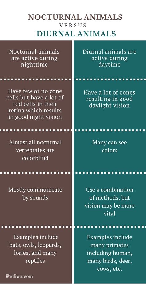 Forest Animal Sensory Activities, Diurnal And Nocturnal Animals, Mammal Unit Study, Nocturnal Animals Activities, Diurnal Animals, Animals Facts, Animal Infographic, Animals Activities, We Are Scientists