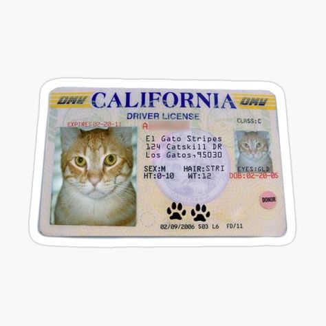 Tumblr, Cat Driving, Meme Sticker, Driving License, Funny Cat, For Women